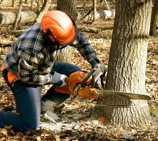 Tree Removal in Bowdoin, ME